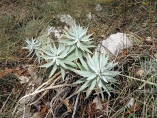 Euphorbia-rigida_растение_2